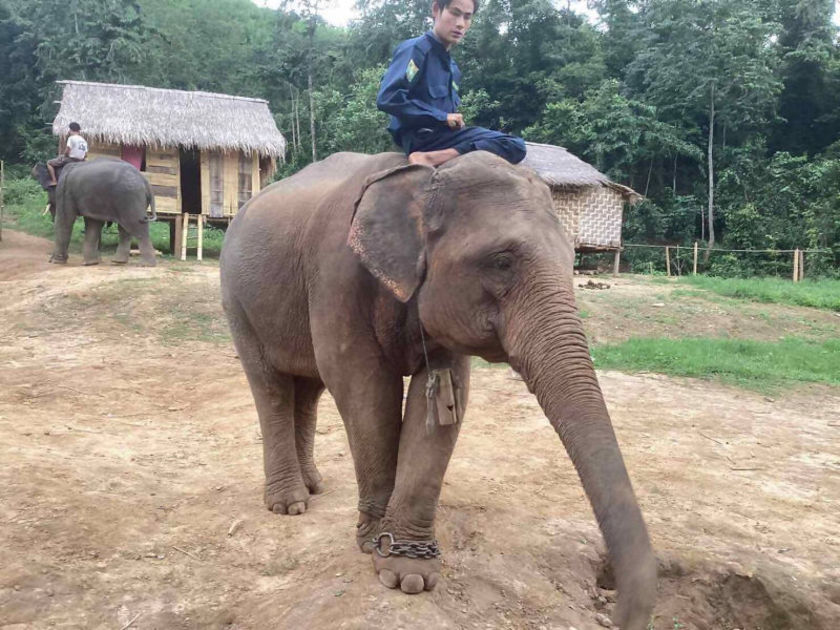 福岡市動物園にゾウがやってくる　抗議の声も